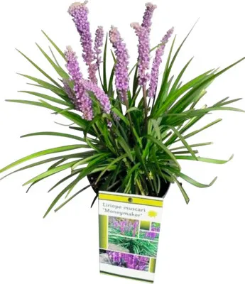 Obrázek produktu pro Podzimní modřenec FloraSelf Liriope muscari 'Moneymaker' květináč 2 l