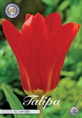 Immagine prodotto di Tulipa - Fosteriana - Roter Kaiser