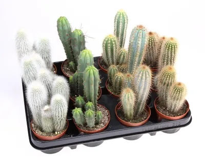 Zdjęcie produktu dla Zestaw 3 kaktusów mieszanka kaktusów kolumnowych – ok. 20 cm – łatwe w pielęgnacji rośliny doniczkowe w doniczkach 8,5 cm – idealne do domu i biura