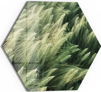 Produktbild von DEQORI Glasbild Echtglas 55x48 cm 'Getreidefeldidylle' Wandbild Bild modern Deko