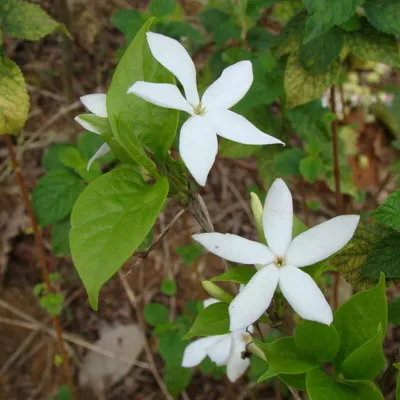 Obrázok produktu pre Bengálska káva (Coffea benghalensis) – 10 semien