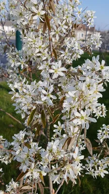 Image de Amelanchier canadensis 'Prince William' / Amélanchier du Canada