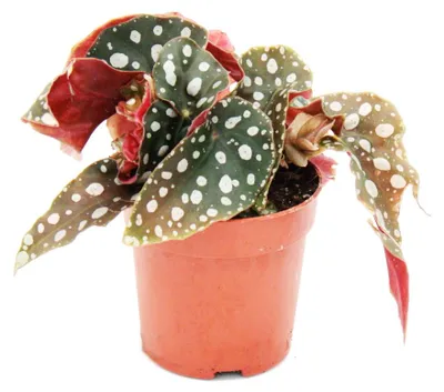 Obrázek produktu pro Begonie s puntíky - Mini - Přední begonie - Begonia maculata wightii - 7cm