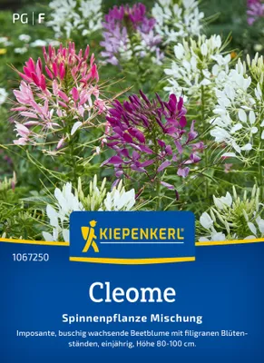 Produktbild von Kiepenkerl Cleomesamen Spinnenpflanze 70 Pflanzen