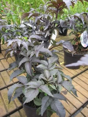 Produktbild von Sambucus nigra Black Tower - Rotlaubiger Säulenholunder - Dunkelroter Säulen Holunder - Säulen Fliederbeere - Schwarzer Holunder - Holderbusch