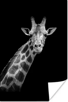 Produktbild von MuchoWow® Poster Giraffe - Wildtiere - Schwarz - Weiß - Porträt 60x90 cm - Wanddekoration