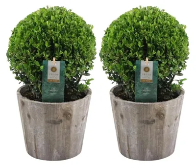 Produktbild von Plants by Frank | Echte Stechpalme Kugel im Holztopf | Ilex Crenata 'Jenny' | Set von 2 Stück | Herbst Pflanzen