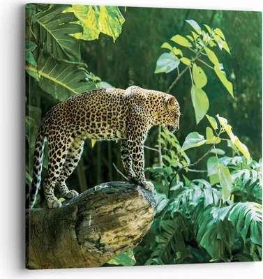 Produktbild von Bild auf Leinwand - Leinwandbild - Einteilig - Dschungel Leopard Panther - 40x40cm - Wand Bild - Wanddeko - Wandbilder - Leinwanddruck - Bilder - Wanddekoration - Leinwand bilder - AC40x40-4502