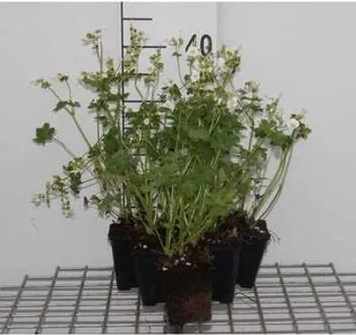 Produktbild von 6 x  Geranium macr. 'White Ness' - Storchenschnabel - Topf 9 x 9 cm