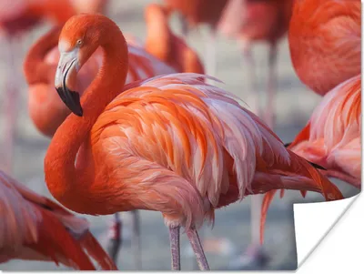 Produktbild von MuchoWow® Poster Flamingo - Vogel - Tiere - Rosa 120x90 cm - Wandbild