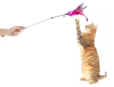Produktbild von Katzenwedel mit Federkopf · animierendes Katzenspielzeug · 74 cm · lila