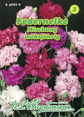 Produktbild von Federnelke Mischung  | Nelkensamen von N.L. Chrestensen