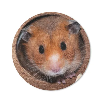 Obrázek produktu pro Podložka pod myš - Křeček se přišel podívat - 30x30cm - Podložka pod myš