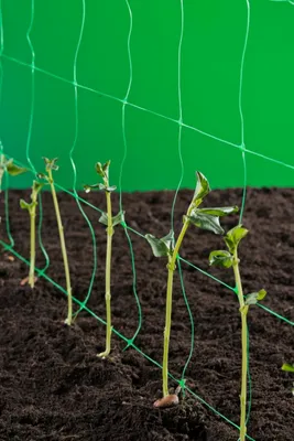 Produktbild von Nature Ranknetz Grün 2 x 5 m 6030430