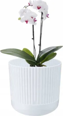 Image de Pot de fleurs décoratif en plastique avec base blanc Nostalgie 17x18 cm