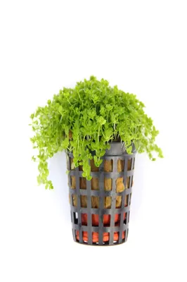 Produktbild von Hemianthus callitrichoides 'Cuba' im Topf  Zwerg-Perlenkraut