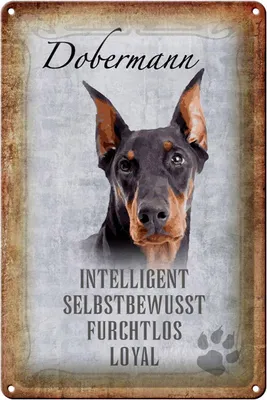 Produktbild von Blechschild Spruch 20x30cm Dobermann Hund loyal Schild