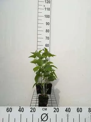 Produktbild von 6 x  Saururus cernuus - Wasserschlangenpflanze - Topf 9 x 9 cm