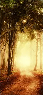Produktbild von Türtapete Türposter Sonnenuntergang auf dem Waldweg - Größe: 93 x 205 cm