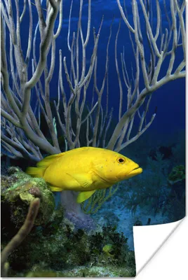 Produktbild von MuchoWow® Poster Fisch - Gelb - Koralle 20x30 cm - Papierdruck