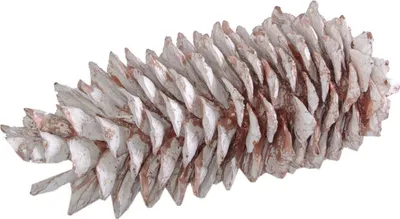 Produktbild von Tannenzapfen - Weiss-Kupfer - ca. 28 cm - 1 Stück - 29888
