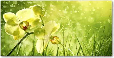 Produktbild von Tulup® Glas-Bild - 100x50 -Wandkunst - Wandbild hinter gehärtetem Sicherheitsglas  - Blumen & Pflanzen - Orchidee - Grün