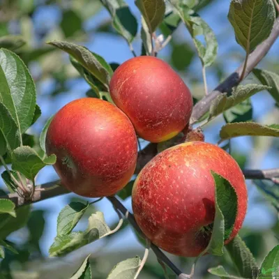 Three red apples on a tree branch with green leaves against a blue sky.