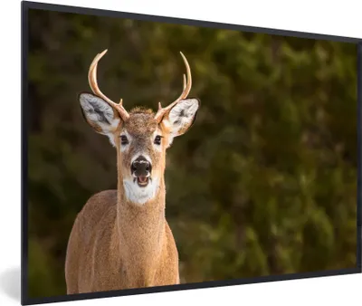 Produktbild von MuchoWow® MuchoWow® Gerahmtes Poster Hirsche - Hirschkopf - Natur 60x40 cm - Poster mit zchwarzem Bilderrahmen - Printing - Wanddeko Schlafzimmer