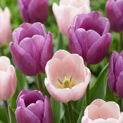 Image de Green boutiQ - Bloembollen - Tulp Macron mix - Diversen Kleuren - 12 stuks - Bolmaat 11/12 - XXL Pack