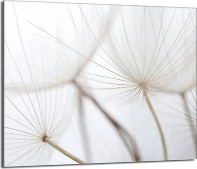Obrázek produktu pro Skleněná deska 60x52 s keramickým krytem varné desky Splashback Skleněná deska Deco Prkénko na krájení, Pampeliška Béžová