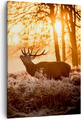 Produktbild von Bild auf Leinwand - Leinwandbild - Einteilig - Deer Heidekraut Tier - 50x70cm - Wand Bild - Wanddeko - Wandbilder - Leinwanddruck - Wanddekoration - Leinwand bilder - Wandbild - PA50x70-3043