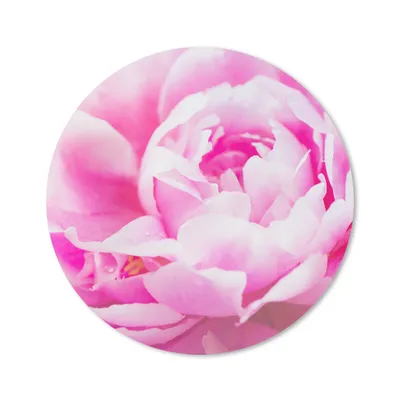 Produktbild von MuchoWow® Mauspad Mousepad Nahaufnahme einer rosa Pfingstrose mit Blättern 40x40 cm - Mousepads - Maus Mat - Pad - Mausunterlage - Schreibtisch Accessoires