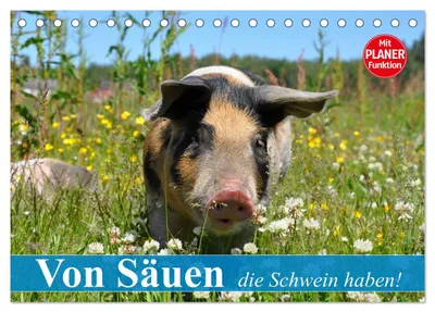 Produktbild von Von Säuen die Schwein haben! (Tischkalender 2027 DIN A5 quer), CALVENDO Monatskalender
