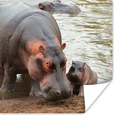 Produktbild von MuchoWow® Poster Tiere - Nilpferde - Baby 50x50 cm - Wohnzimmerdekoration