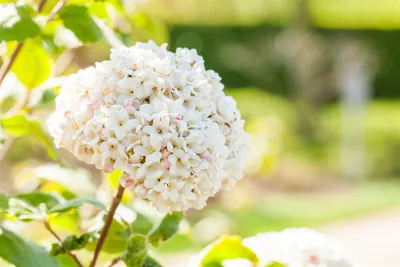 A close-up of a white flower with green leaves in the background.