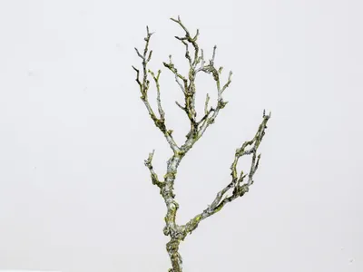 Produktbild von Naturgetreuer Dekozweig 30cm für die Frühjahrsdekoration
