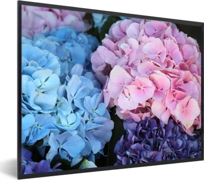 Produktbild von MuchoWow® Gerahmtes Poster Blumen - Strauch - Hortensie - Botanisch 80x60 cm - Poster mit Schwarzem Bilderrahmen Wandposter Rahmen Foto Bilder - Schwarzem - Mit Gestell