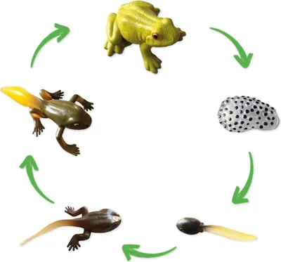 Produktbild von TimeTEX Lebenszyklus-Modell "Frosch", 5-tlg.