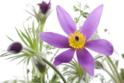 Produktbild von Pulsatilla vulgaris 'Pinwheel Blau', Küchenschelle, blau, ca. 9x9 cm Topf