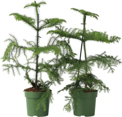 Produktbild von Norfolktanne - 2 Stk - Araucaria heterophylla - Höhe 45-55cm - ⌀14cm