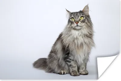 Produktbild von MuchoWow® Poster Porträt einer grauen Maine Coon Katze 120x80 cm - Bilder