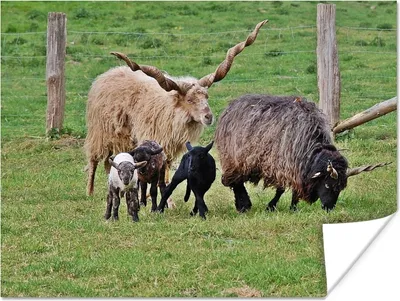 Produktbild von MuchoWow® Poster Schaf - Gras - Lamm - Horn 120x90 cm - Wandbild