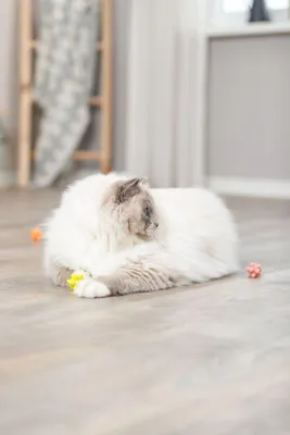 Produktbild von TRIXIE Set Noppenbälle, Gummi, Ø 3,5 cm, 4 Stück