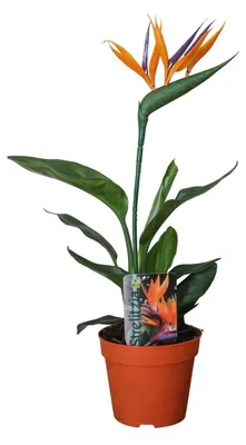 Immagine prodotto di Strelitzia Reginae con fiore artificiale - 25-35cm - Ø13cm - Pianta d'appartamento - Sempreverde