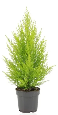 Zdjęcie produktu dla Cupressus Macrocarpa Goldcrest Wilma - 45-55cm - Ø14cm - Roślina doniczkowa - Zimozielony