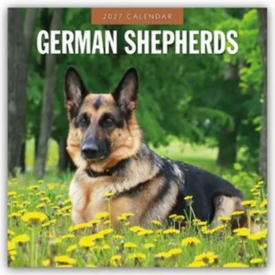 Immagine prodotto di Pastori Tedeschi - Calendario mensile (16 mesi) dal 2027 - Deutscher Schäferhund