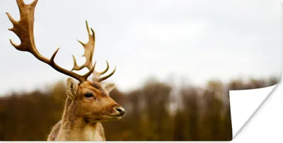 Produktbild von MuchoWow® Poster Damhirsch - Wald - Herde - Tiere - Natur 120x60 cm - Bild