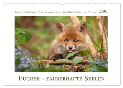 Produktbild von Füchse - zauberhafte Seelen (Wandkalender 2027 DIN A2 quer), CALVENDO Monatskalender