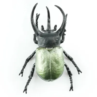 Produktbild von Toymany ML00423 Atlaskäfer 8,6 cm Reptilienreich