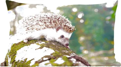 Produktbild von MuchoWow® Zierkissen Sofakissen Wohnzimmer Dekokissen 60x40 cm Kriechender Igel auf einem Ast - Kopfkissen - Polster mit Foto